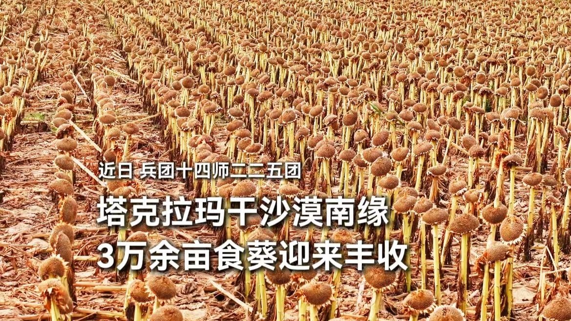 近日，兵团十四师二二五团3万余亩食葵迎来丰收。