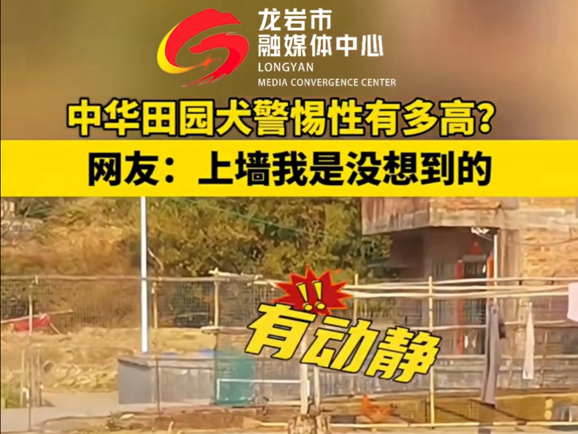农村的中华田园犬警惕性有多高？网友：上墙我是没想到的。