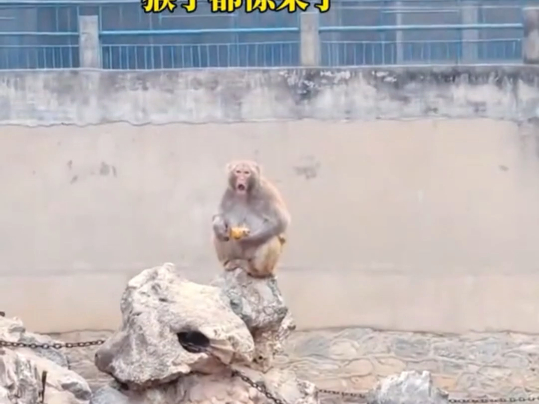 游客扔面包，猴子稳稳接在手里！猴子都惊呆了