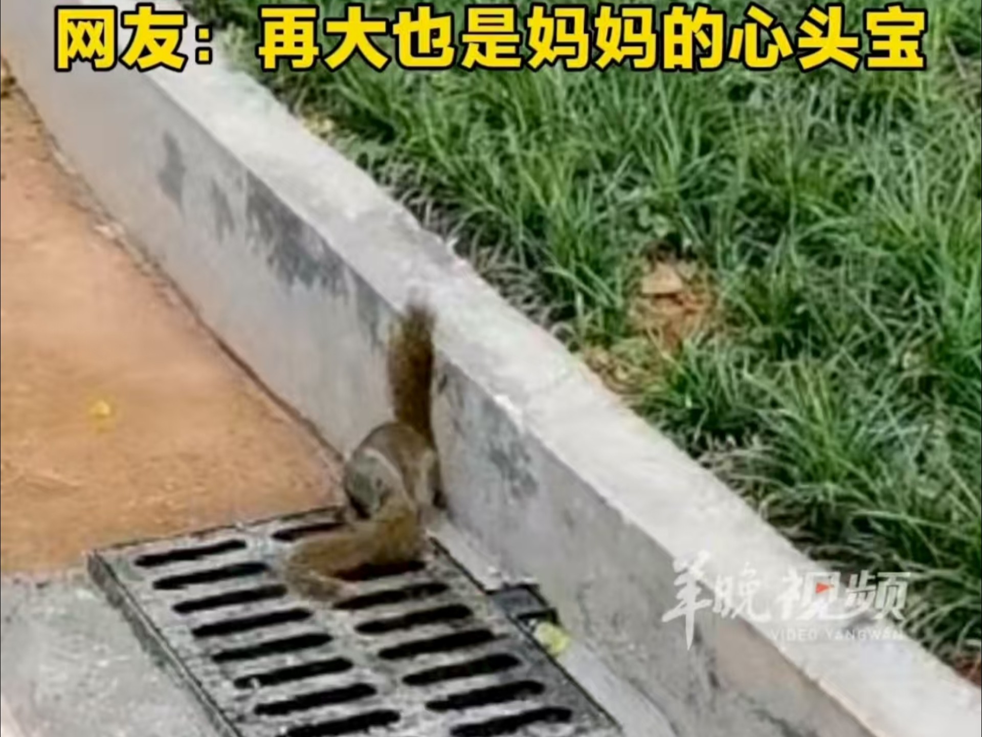 这么大的崽还要妈妈抱！ 松鼠妈妈把小松鼠揉成球带走 网友：再大