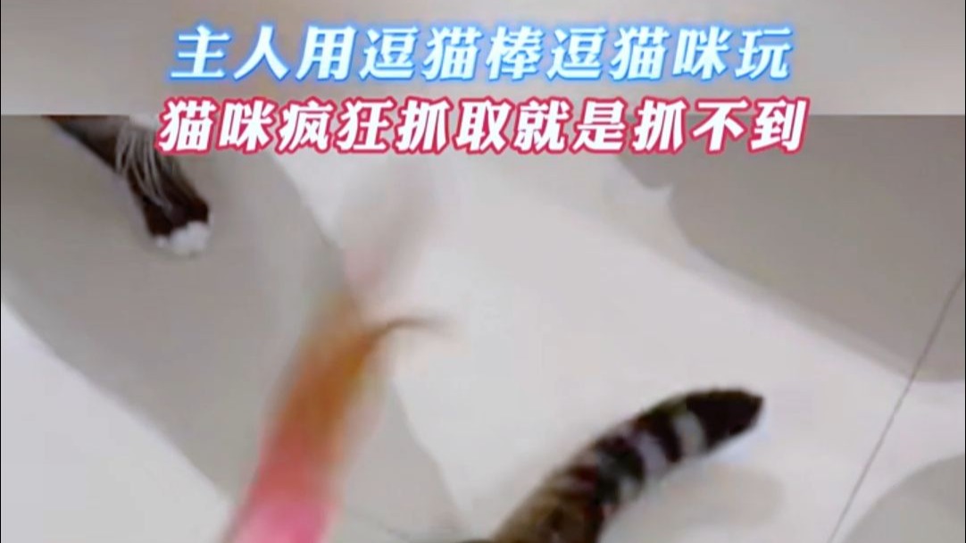主人用逗猫棒逗猫咪玩，猫咪开启了抓取“模式”！