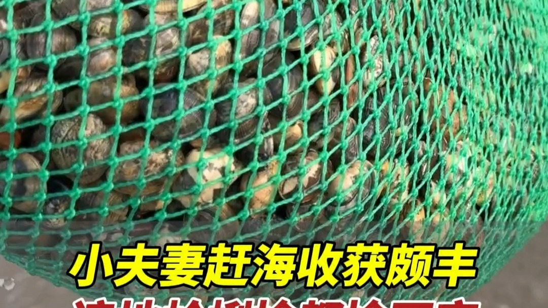 8月7日，山东威海。小夫妻赶海收获颇丰，遍地蛤蜊捡都捡不完，欢迎