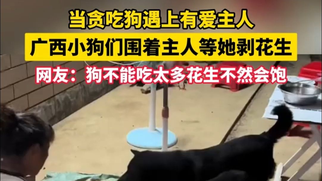 当嘴馋小狗遇到了爱它的主人！广西小狗们围着主人等她剥花生 （