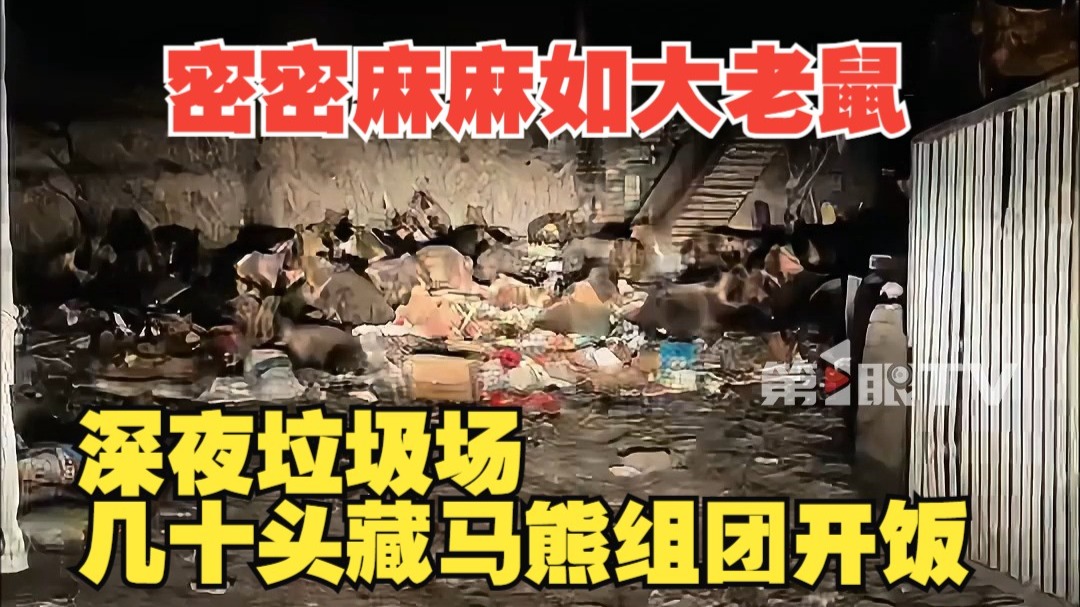 密密麻麻如大老鼠！深夜垃圾场几十头藏马熊组团开饭