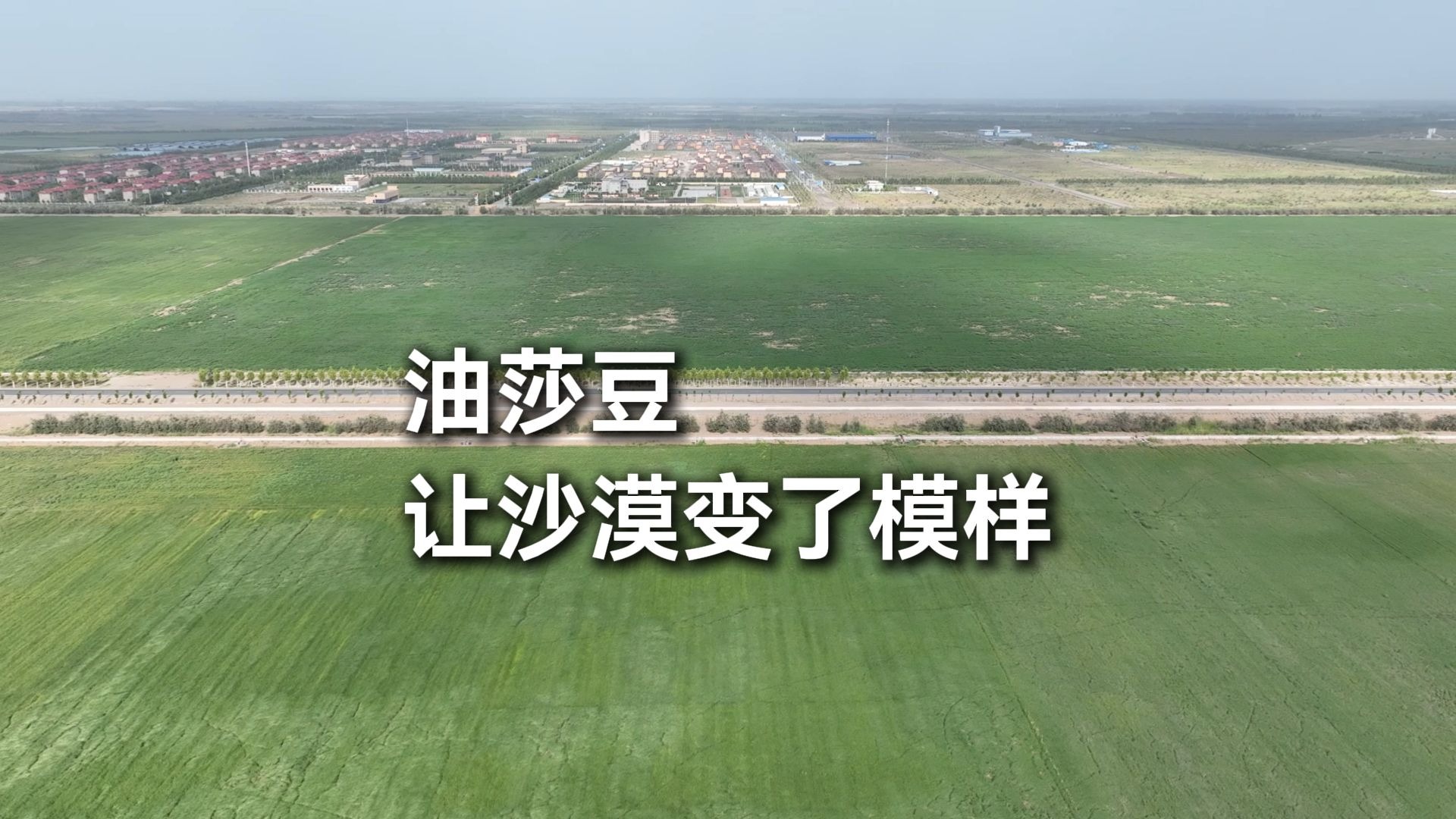 油莎豆让沙漠变了模样