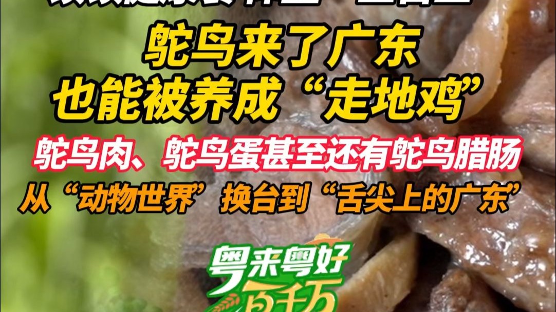 顿顿健康餐 体重“三百三”  鸵鸟来了广东也能被养成“走地