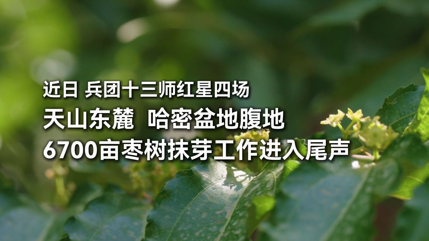 近日，兵团十三师红星四场，天山东麓、哈密盆地腹地，6700亩枣树抹