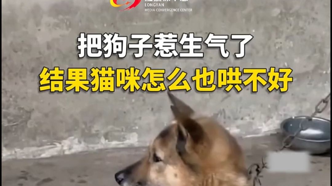 把狗子惹生气了，猫咪怎么也哄不好。   （来源：新华社快看）