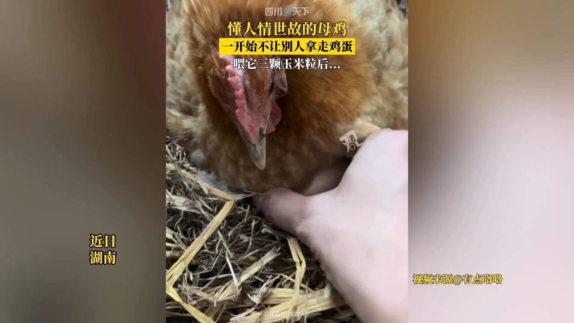 人情世故这块！母鸡一开始不让拿走鸡蛋，喂它三颗玉米粒后...