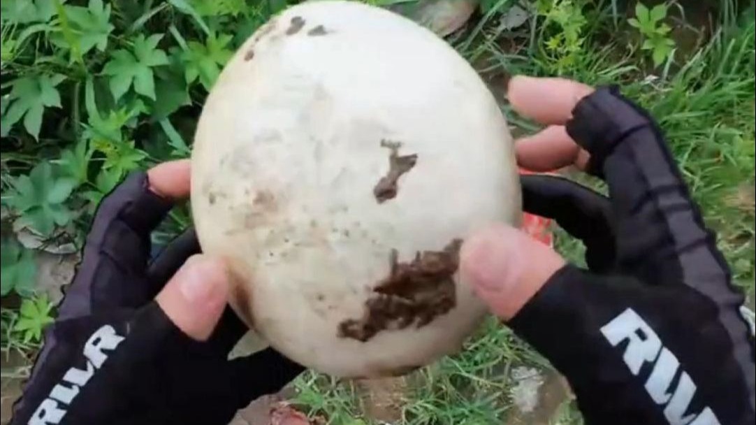 男子发现一颗踩不碎的蛋，好奇一摔……味道直冲天灵盖