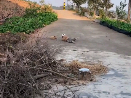#萌娃萌宠辩论赛 ：小朋友趴在地上和狗狗吵架。人类幼崽趴地怒