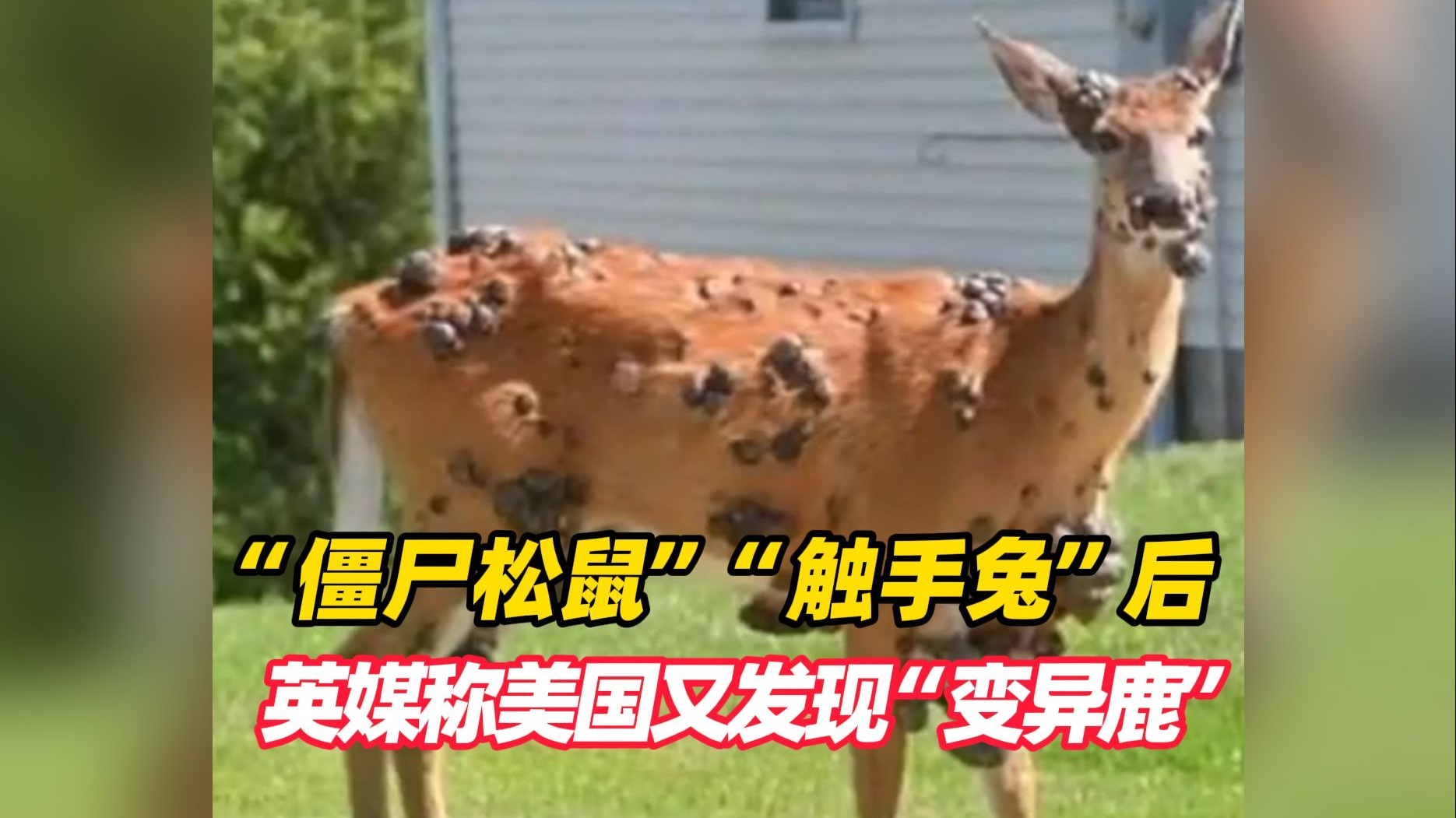 “僵尸松鼠”“触手兔”后，英媒称美国又发现“变异鹿”