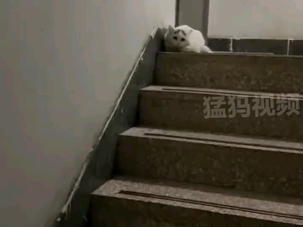 好心女子只喂了一次的小猫，竟神奇找到家门口还等了3个小时