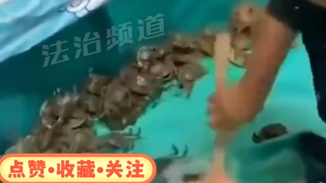 三十秒螃蟹免费抓 姜还是老的辣