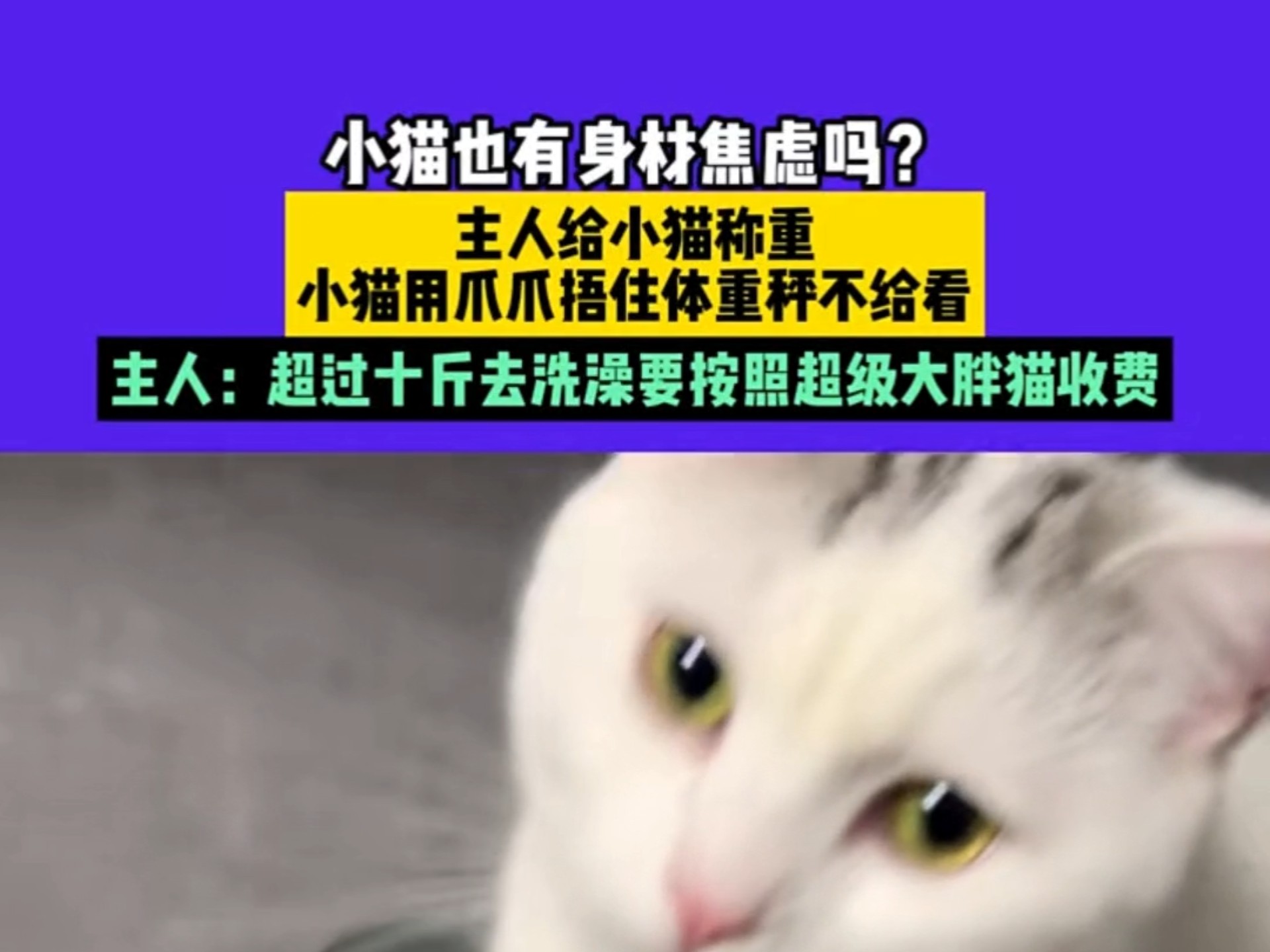 小猫也有身材焦虑吗？主人给小猫称重小猫用爪爪捂住体重秤不给