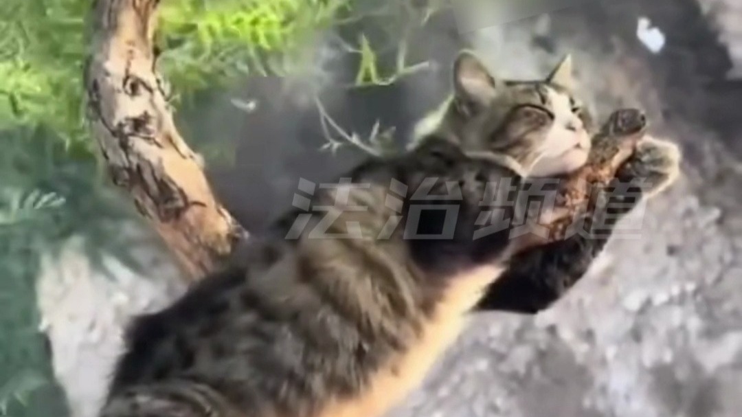 猫咪在树枝上安逸睡觉 吹着小风 无人打扰很是惬意 网友:这就
