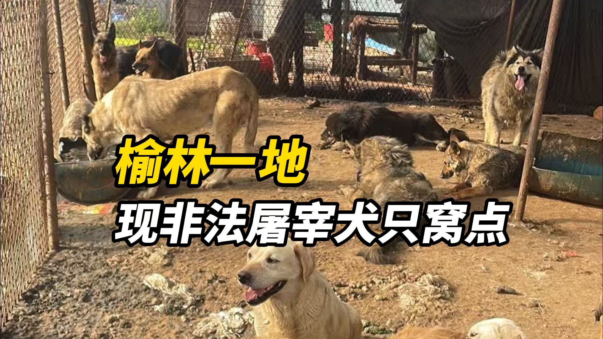 官方回应“靖边现非法屠宰贩卖犬只窝点”：已成立专项工作组并