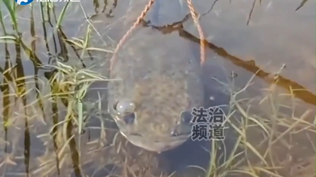 钓友仅用一根细绳 却捕获一条大鱼 网友：这位外地老乡 说下你