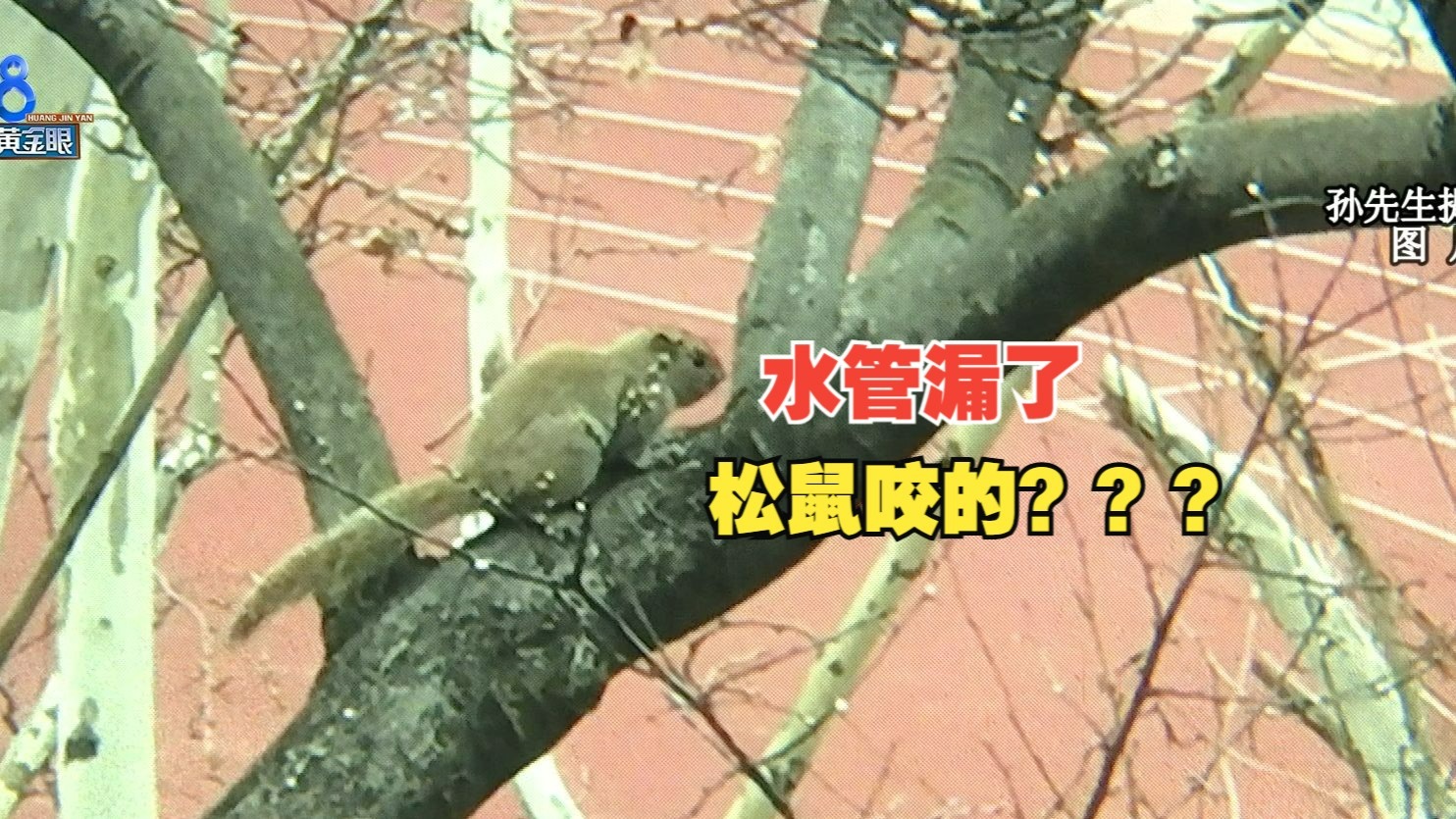 【1818黄金眼】五楼的水管漏了， 松鼠咬的？？？