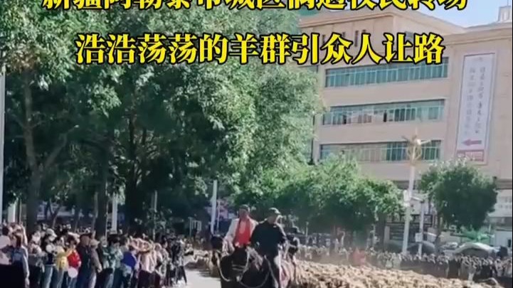 新疆阿勒泰市城区偶遇牧民转场，浩浩荡荡的羊群引众人让路~