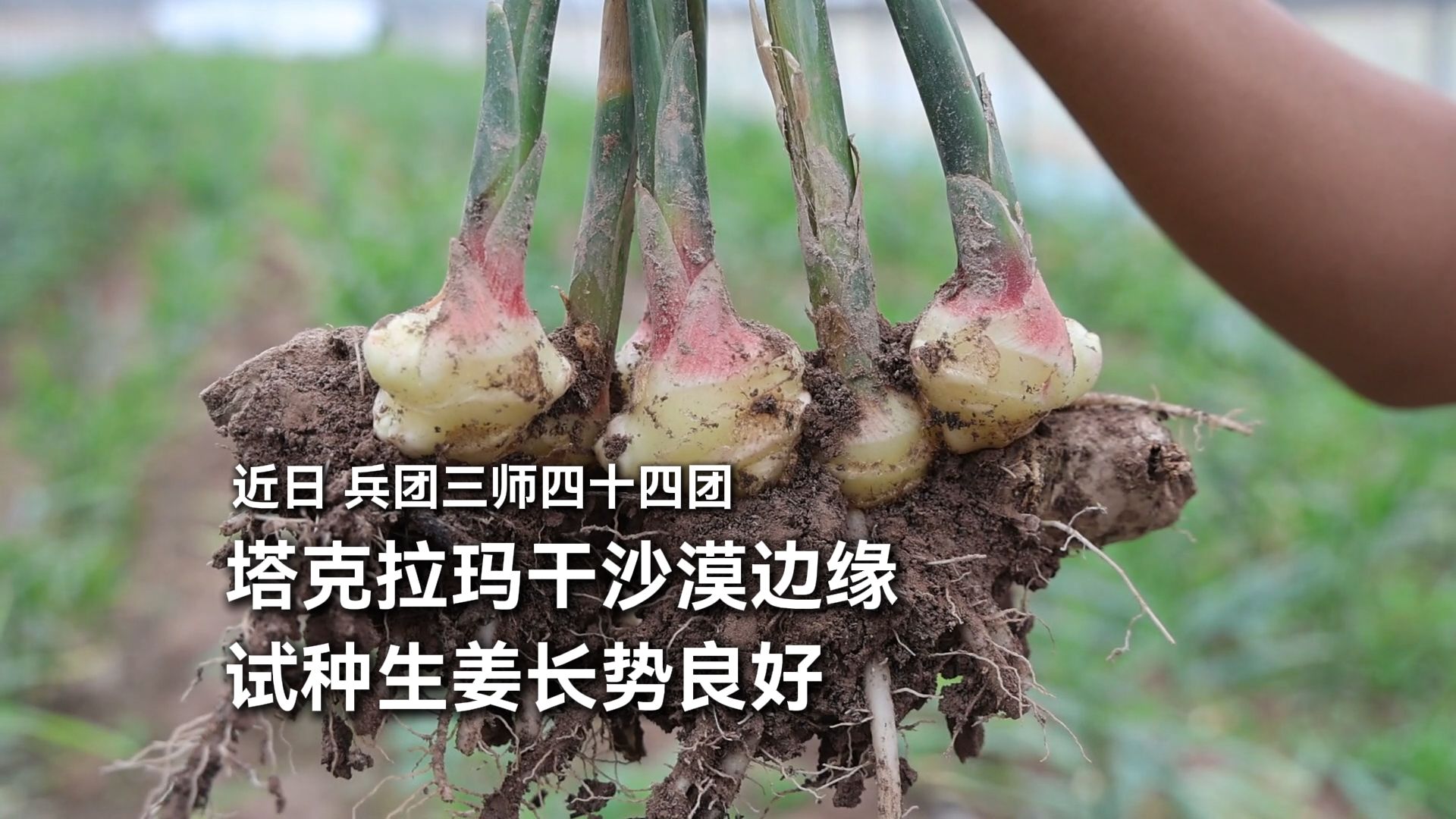 塔克拉玛干沙漠边缘种生姜？近日，兵团三师四十四团试种生姜长势