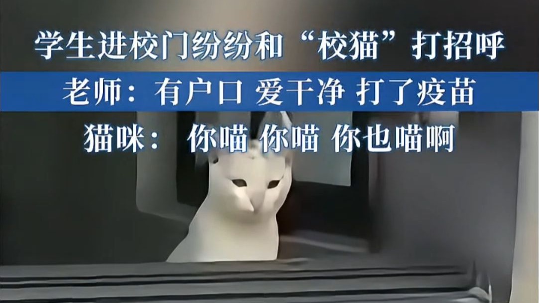 学生进校门纷纷和“校猫”打招呼 猫咪：你喵 你喵 你也喵呀