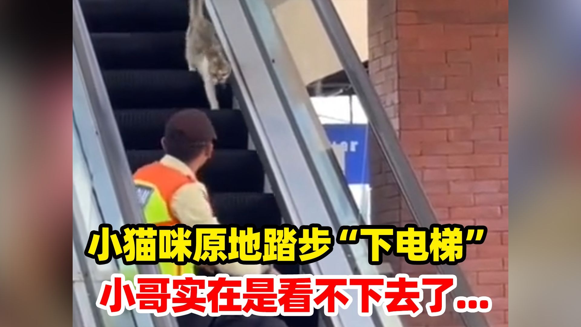 小猫咪原地踏步“下电梯”，小哥实在是看不下去了...网友：这种