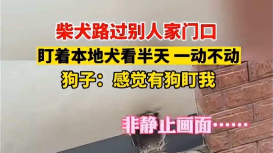 狗子：感觉有狗盯我
