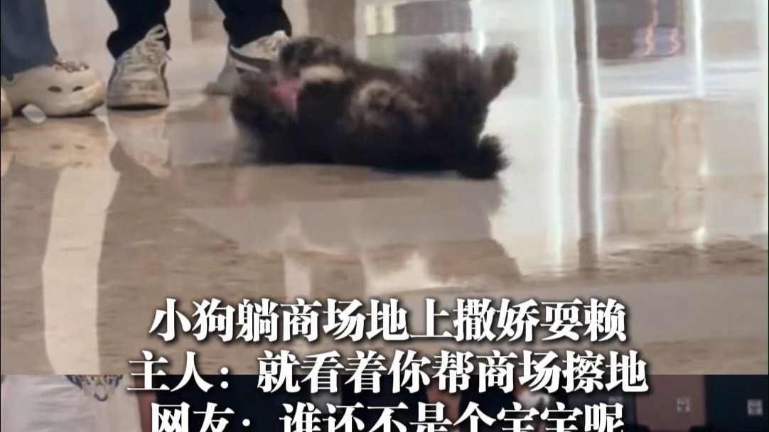 小狗躺商场撒娇耍赖，主人：就看着你擦地