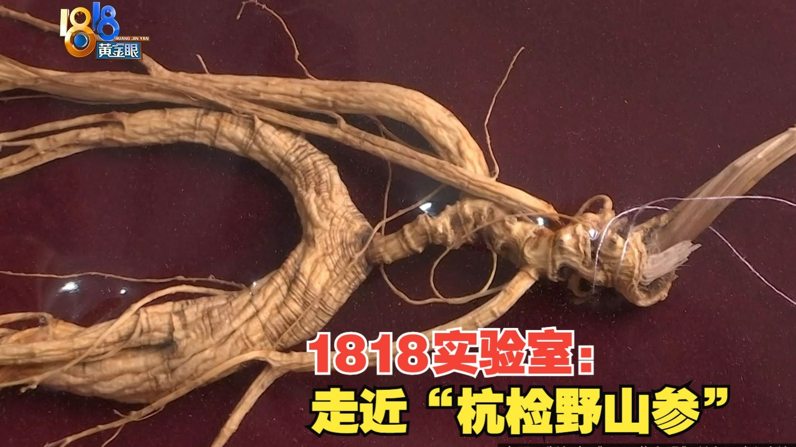 1818实验室：实验室里探“五形”，野山参也有“名片”