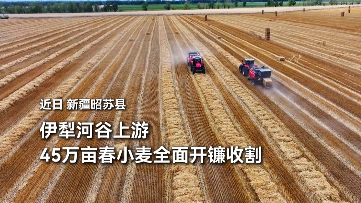 麦浪翻滚 金黄遍野！近日，新疆昭苏县45万亩小麦全面开镰。