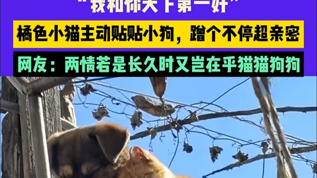 “我和你天下第一好”，橘色小猫主动贴贴小狗，蹭个不停超亲密，网