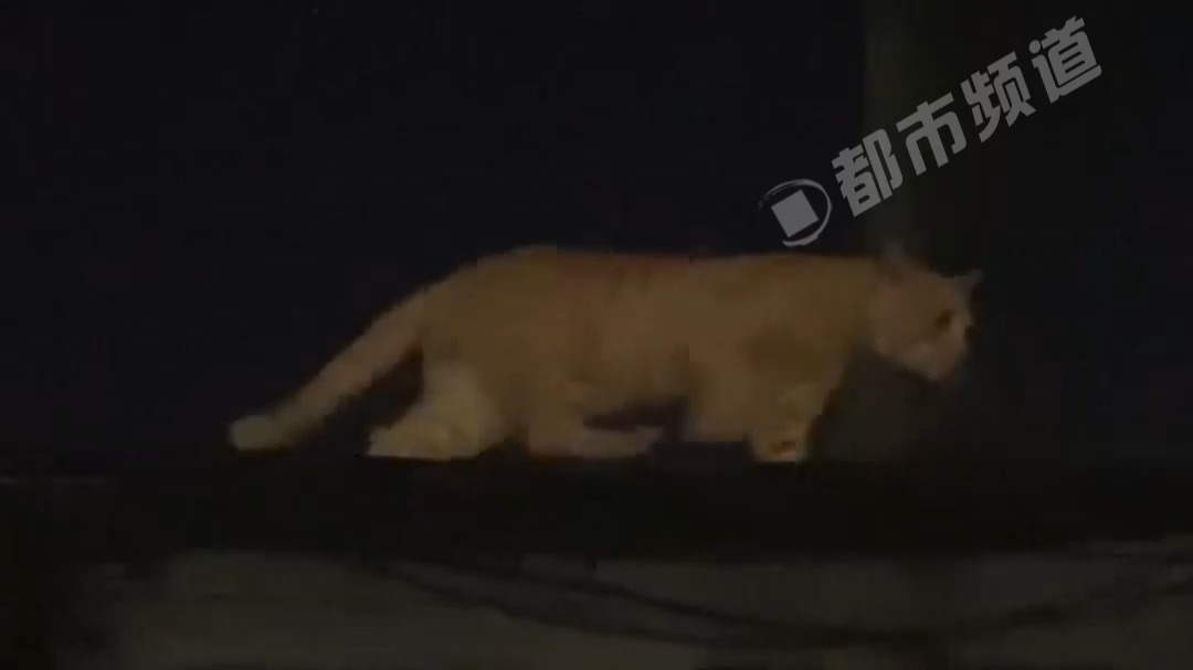 楼顶惊现“超级大猫” 原来是黑夜赐予的AI特效