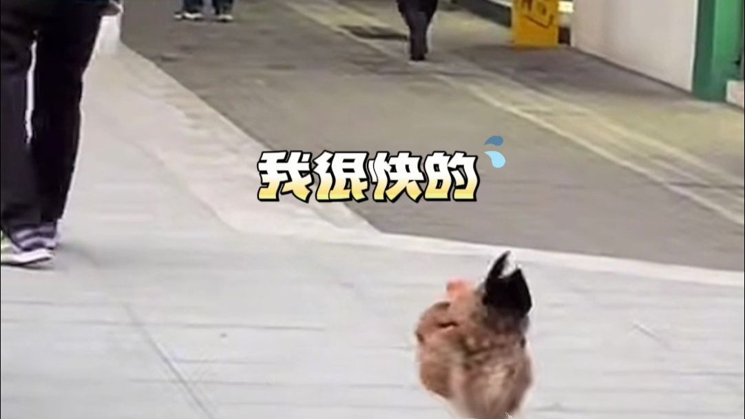 街头偶遇重庆嬢嬢悠闲遛鸡，网友：精神状态还是太超前了