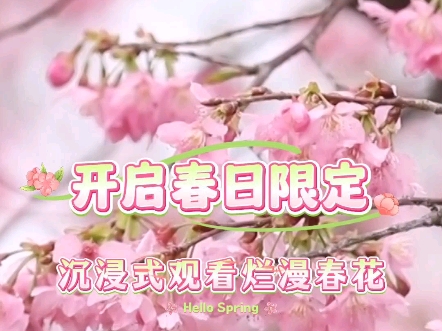开启春日限定 沉浸式观看烂漫春花