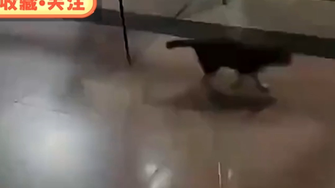 都说猫咪有九条命 但这只猫九条命用完了都没出去