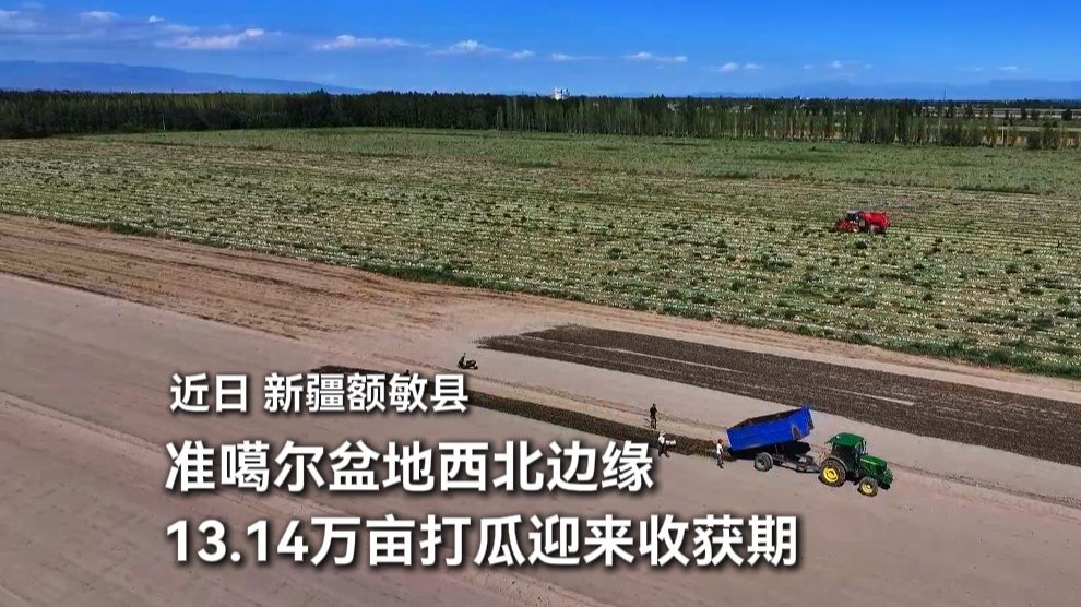 你爱嗑的打瓜子从哪来？这下知道答案了吧！近日，新疆额敏县13.14