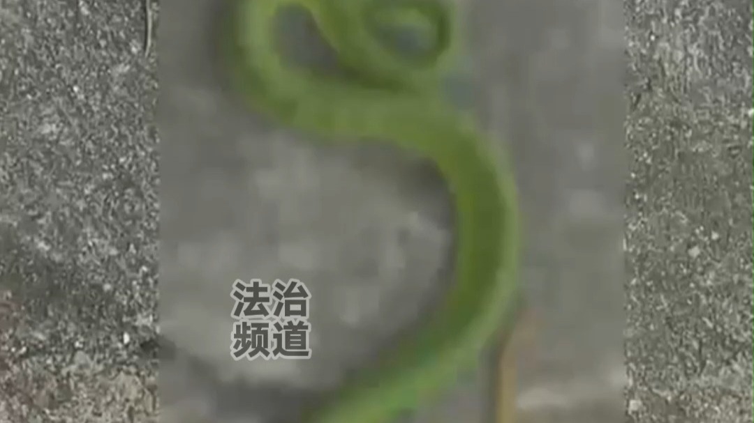 男子见竹叶青一动不动以为是假蛇 上前把玩结果被咬伤后住院 