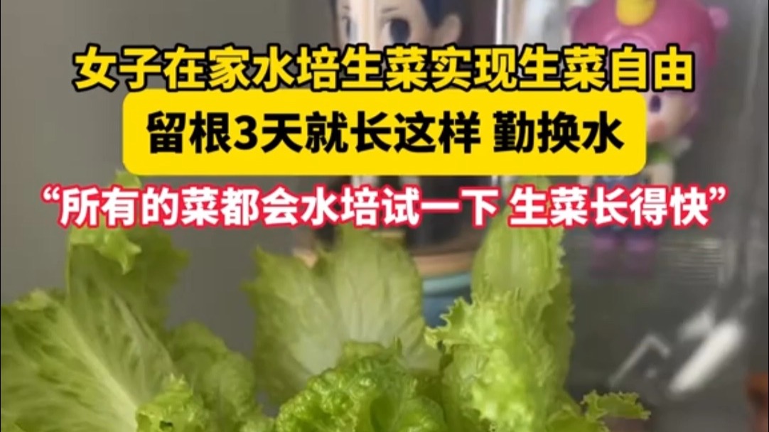 女子在家水培生菜实现生菜自由！