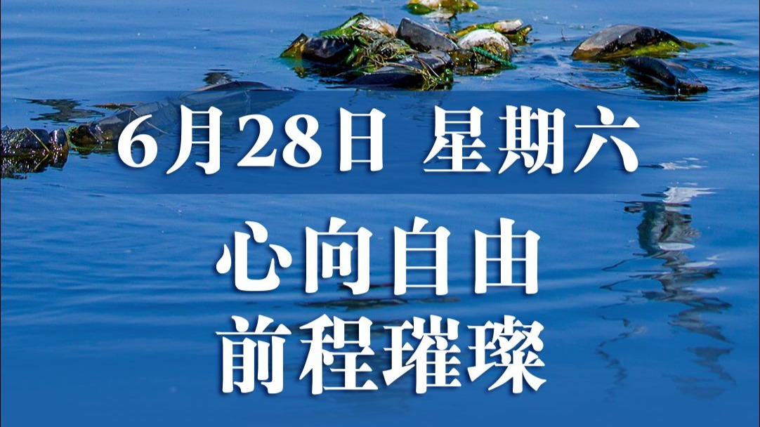 6月28日，星期六。清晨林间寻小鸟身影，看羽毛随风飘远。人生是