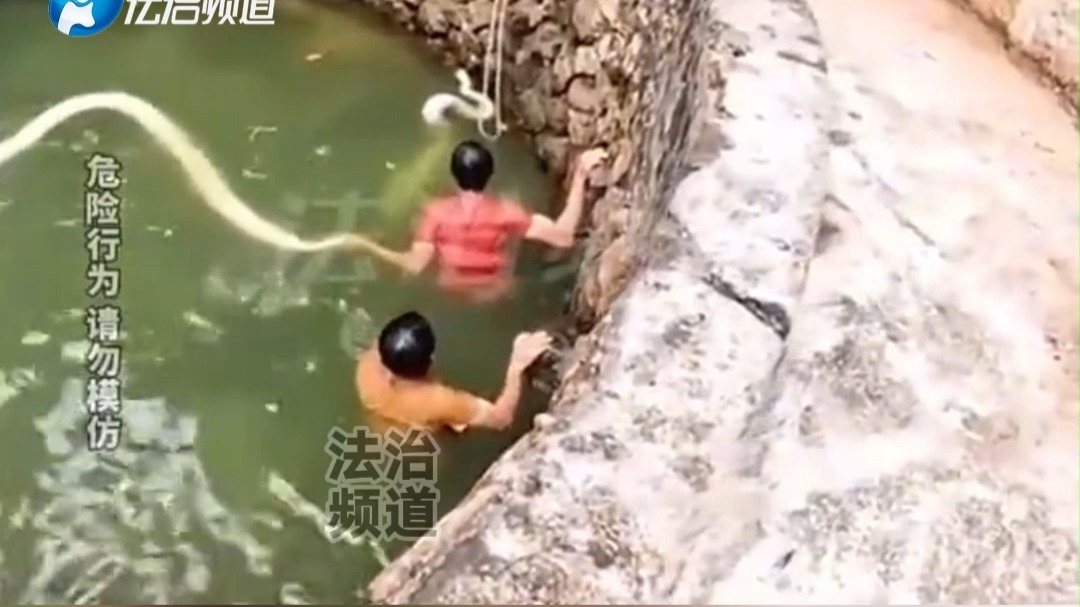 俩男子跳入水中解救白色巨蟒 不料差点被袭击 网友：还好它不咬