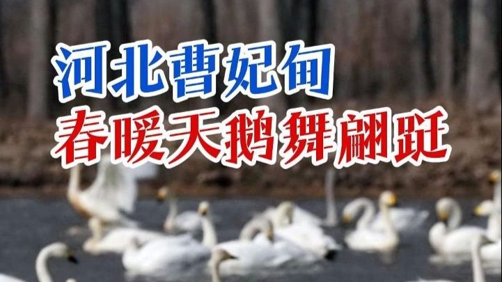 冀上央媒 | 河北曹妃甸,春暖天鹅舞翩跹