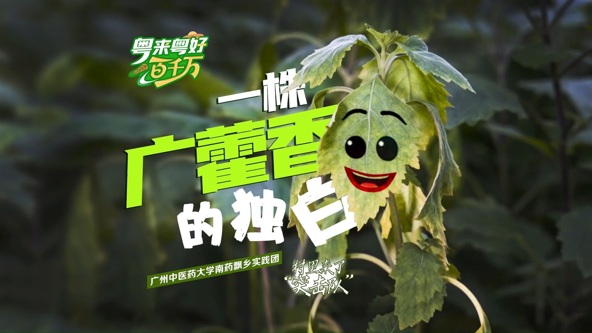 村里来了突击队 | 一株广藿香的独白
