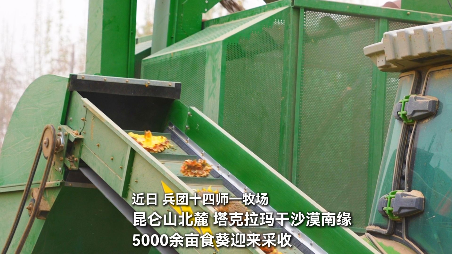 十四师一牧场5000余亩食葵迎来采收