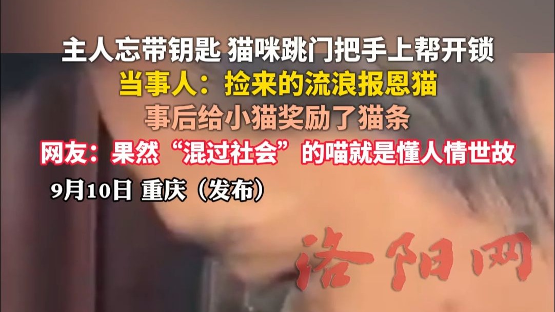 主人忘带钥匙，猫咪跳门把手上帮开锁，当事人：捡来的流浪报恩猫，事