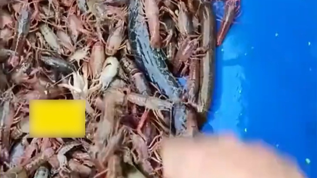 万物皆可打水漂  男子将甲鱼扔水里时