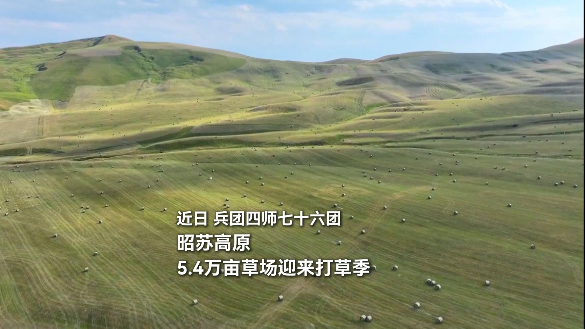 四师七十六团5.4万亩草场迎来打草季，机械过后草垛如珍珠点缀