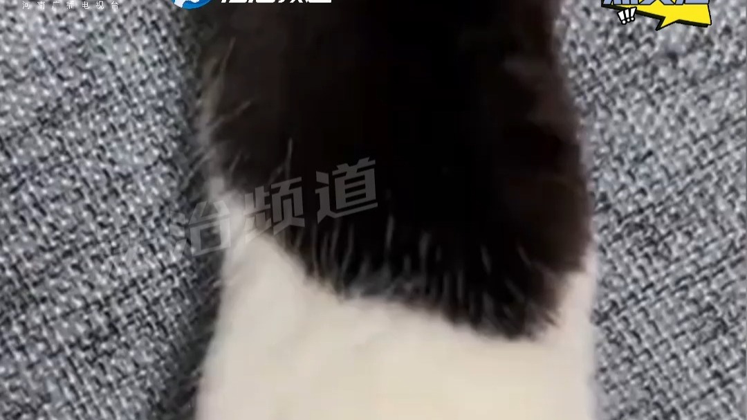是什么样的小猫 给人一种东拼西凑的感觉