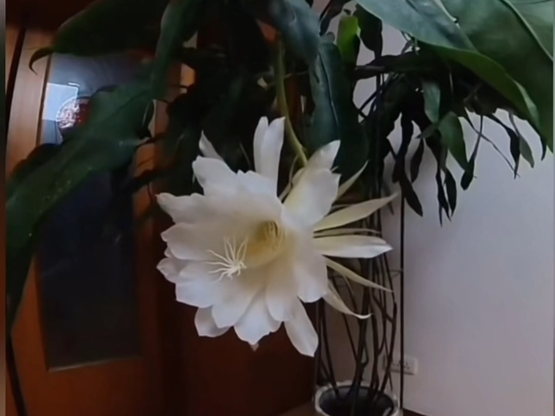 20秒惊艳，昙花绽放！昙花一现，美到心碎