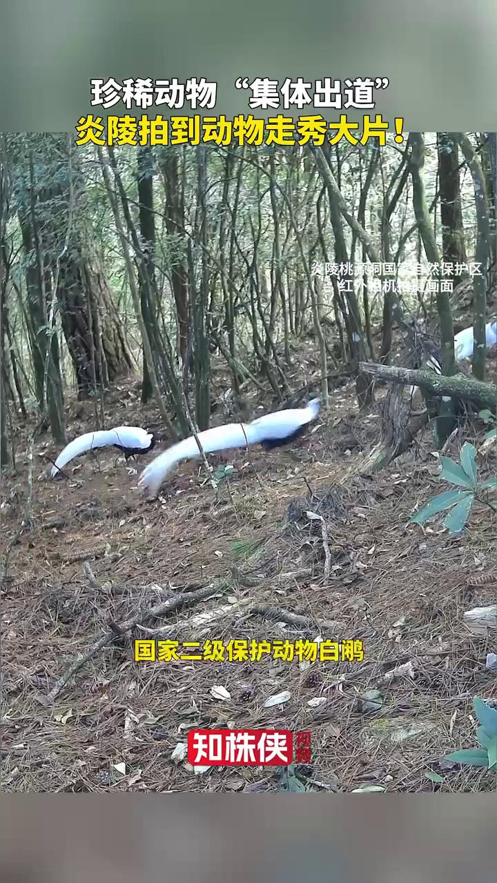 保护区红外相机频频报警，被拍对象画面清晰完整，个个身份不一般